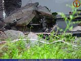 ssl_phase_5_00208
